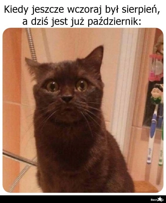 
    Jeszcze chwila i święta 