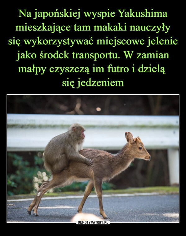 
    Na japońskiej wyspie Yakushima mieszkające tam makaki nauczyły się wykorzystywać miejscowe jelenie jako środek transportu. W zamian małpy czyszczą im futro i dzielą 
się jedzeniem