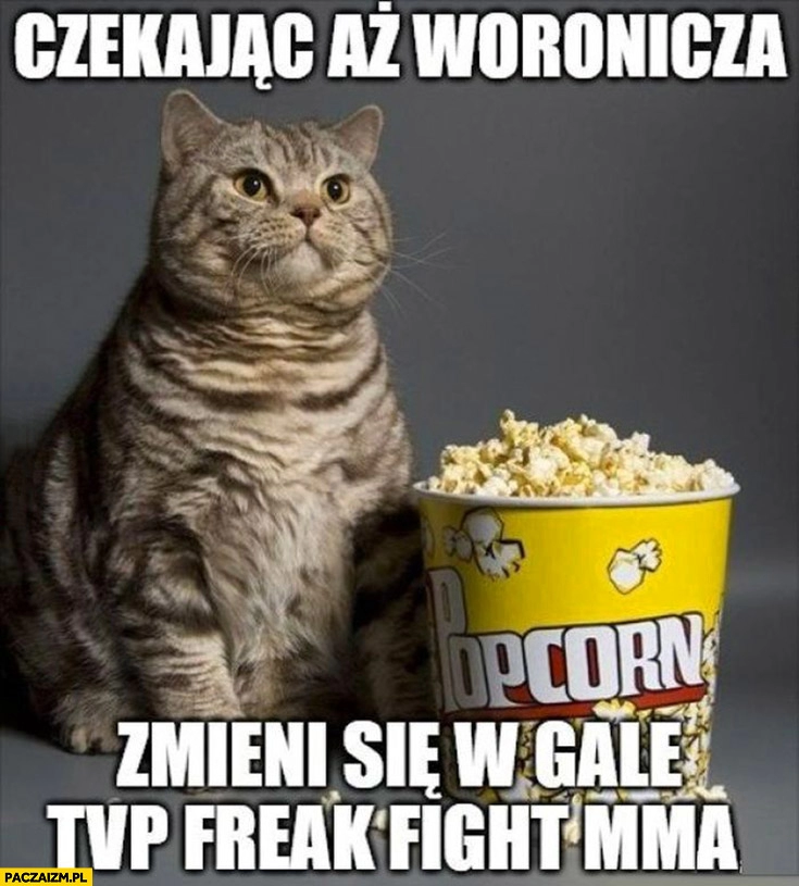 
    Czekając aż Woronicza zmieni się w galę TVP freak fight MMA kot z popcornem