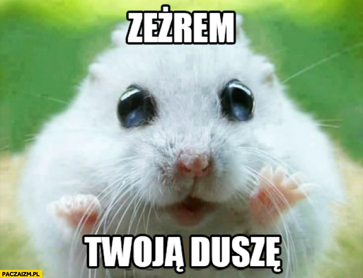 
    Zeżrem Twoją duszę chomiczek