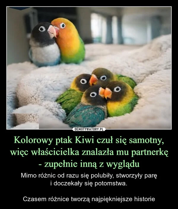 
    Kolorowy ptak Kiwi czuł się samotny, więc właścicielka znalazła mu partnerkę - zupełnie inną z wyglądu
