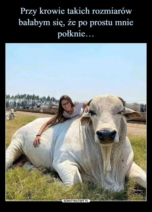 Przy krowie takich rozmiarów bałabym się, że po prostu mnie połknie…