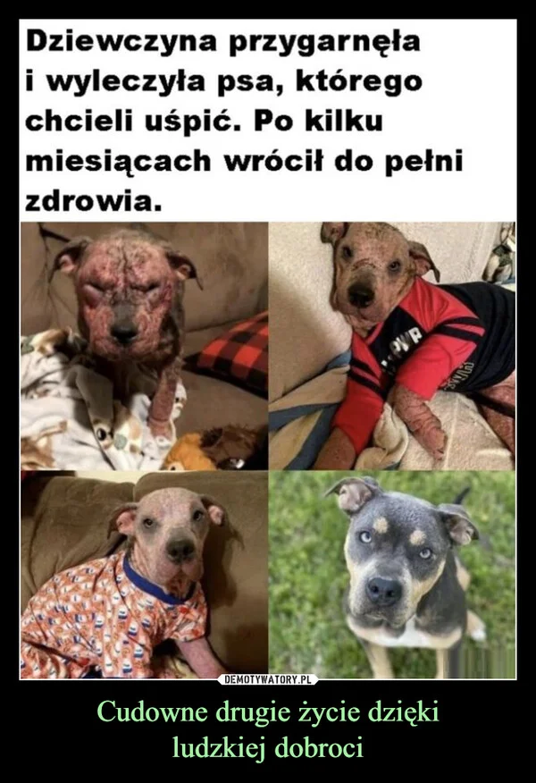 
    Cudowne drugie życie dzięki ludzkiej dobroci