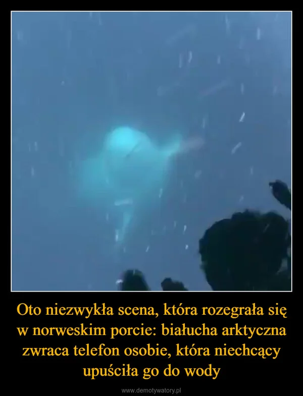 
    Oto niezwykła scena, która rozegrała się w norweskim porcie: białucha arktyczna zwraca telefon osobie, która niechcący upuściła go do wody