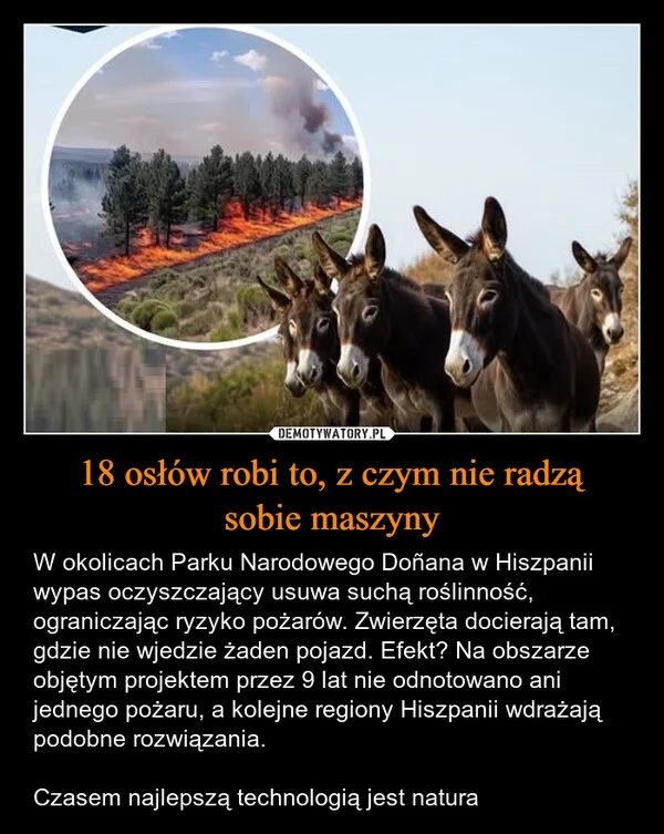 
    18 osłów robi to, z czym nie radzą sobie maszyny