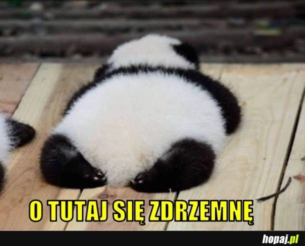 
    Mała panda