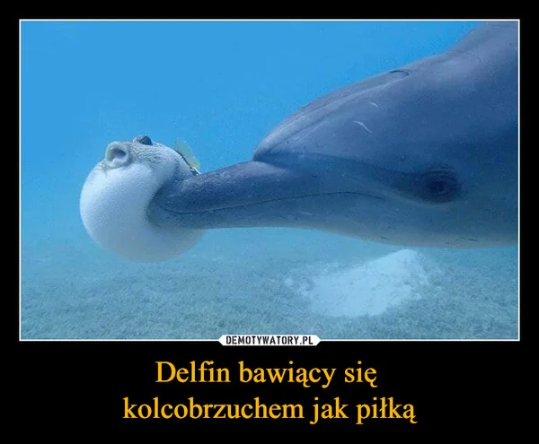 
    Delfin bawiący się kolcobrzuchem jak piłką