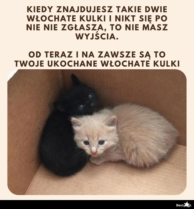 
    Dwie włochate kulki 