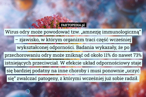 
    Wirus odry może powodować tzw. „amnezję immunologiczną” – zjawisko, w którym...