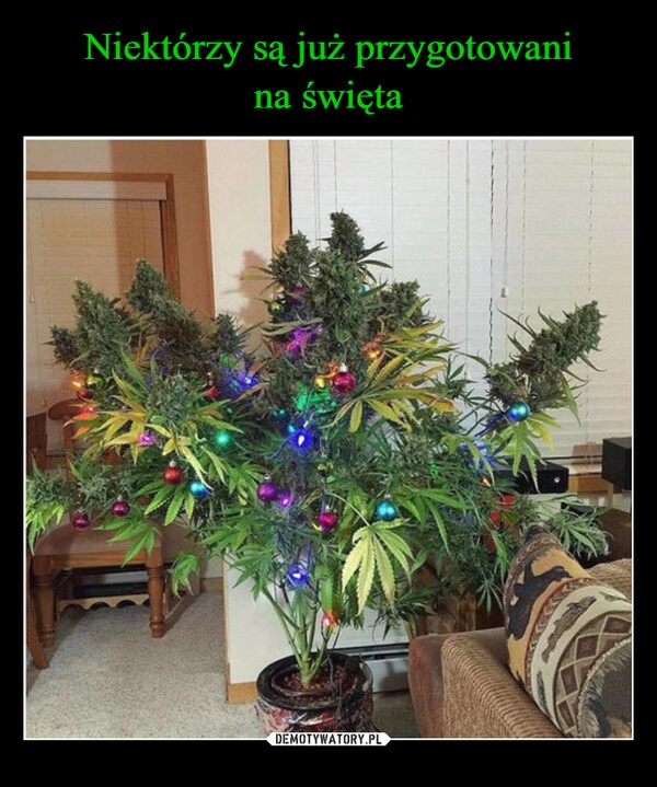 
    Niektórzy są już przygotowani
na święta