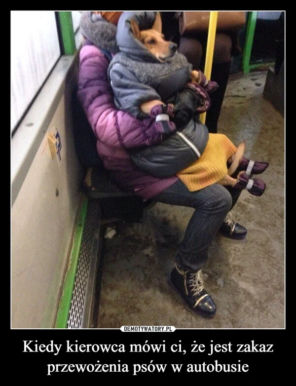 
    Kiedy kierowca mówi ci, że jest zakaz przewożenia psów w autobusie
