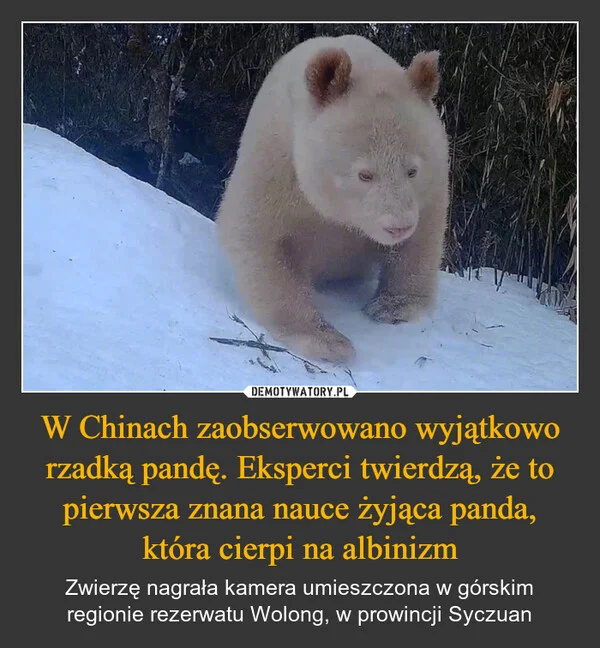 
    W Chinach zaobserwowano wyjątkowo rzadką pandę. Eksperci twierdzą, że to pierwsza znana nauce żyjąca panda, która cierpi na albinizm