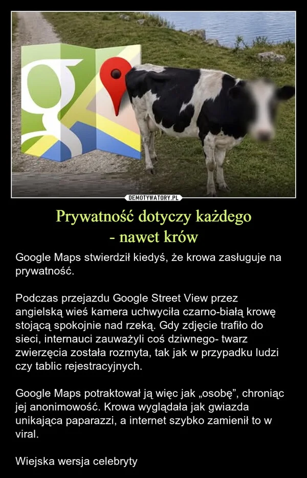 
    Prywatność dotyczy każdego - nawet krów