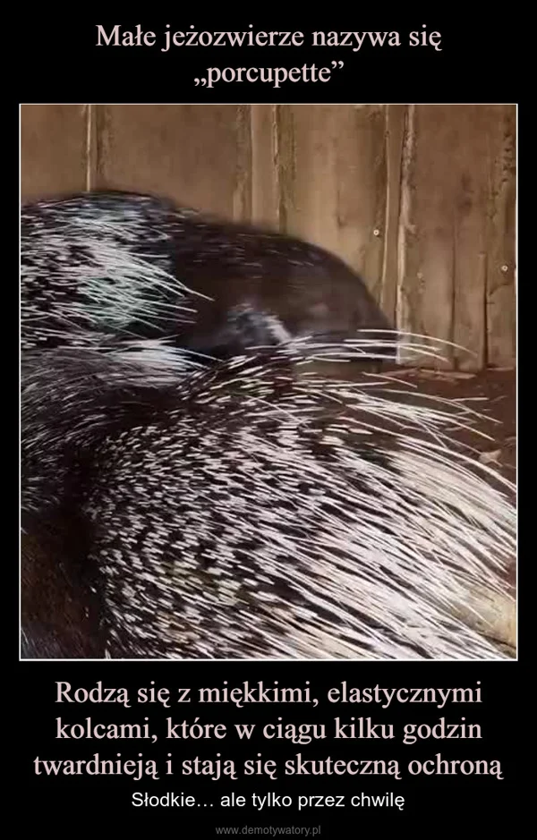 
    Małe jeżozwierze nazywa się „porcupette” Rodzą się z miękkimi, elastycznymi kolcami, które w ciągu kilku godzin twardnieją i stają się skuteczną ochroną