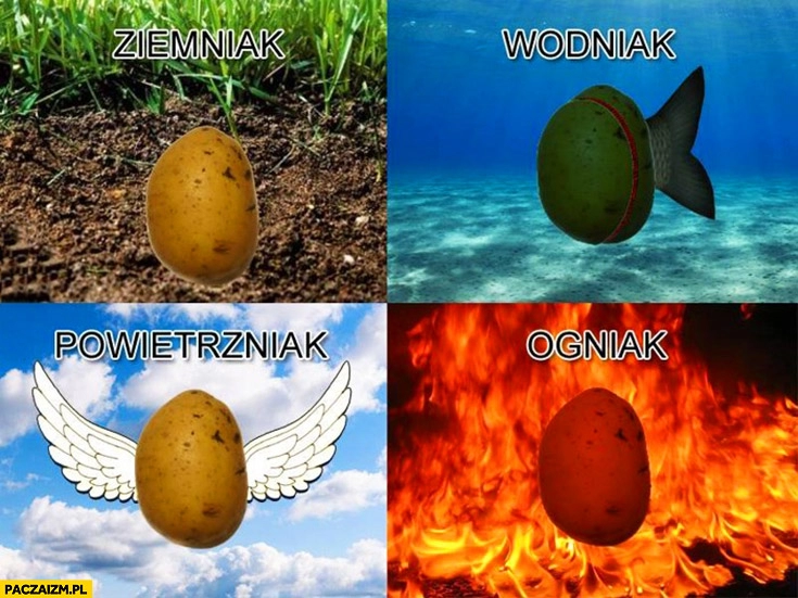 
    Ziemniak, wodniak, powietrzniak, ogniak