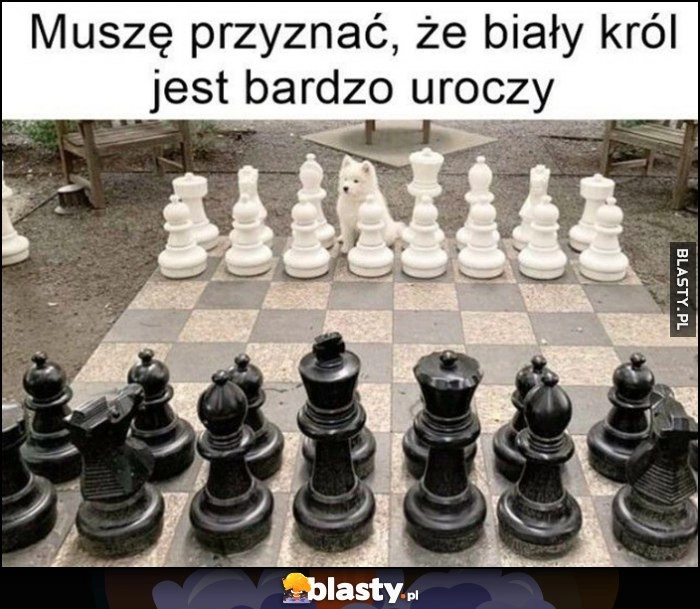 
    Szachy muszę przyznać że biały król jest bardzo uroczy pies pieseł piesek