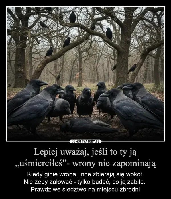 
    Lepiej uważaj, jeśli to ty ją „uśmierciłeś”- wrony nie zapominają