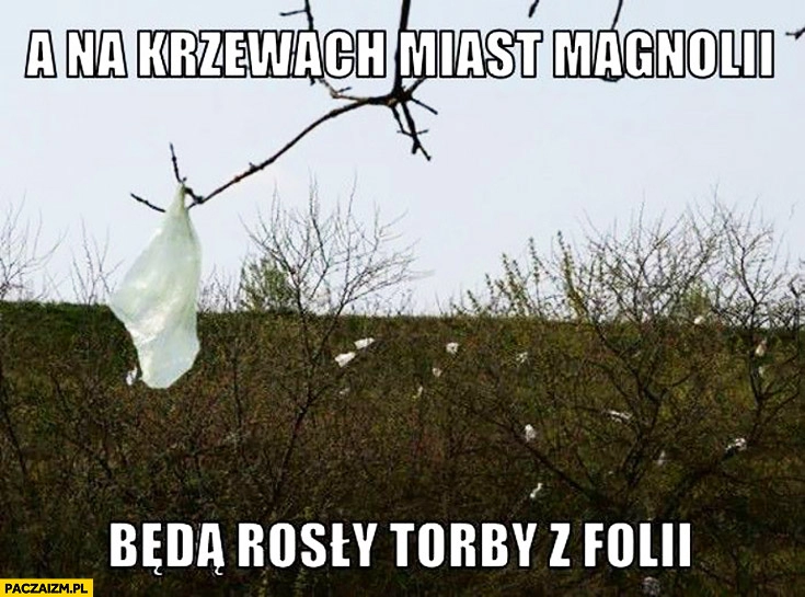 
    A na krzewach miast magnolii będą rosły torby z folii