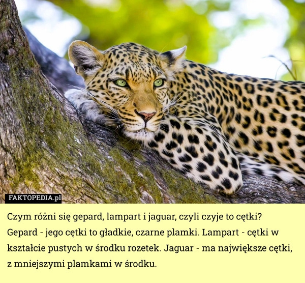 
    Czym różni się gepard, lampart i jaguar, czyli czyje to cętki?
Gepard -