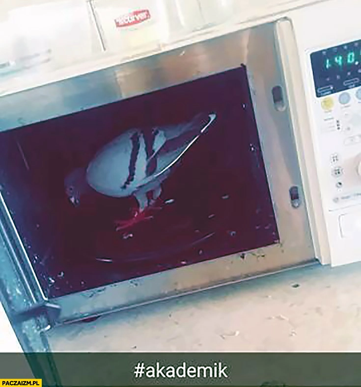 
    Akademik gołąb w mikrofalówce