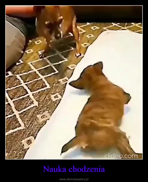 
    Nauka chodzenia