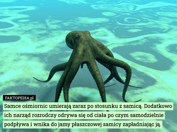 
    Samce ośmiornic umierają zaraz po stosunku z samicą. Dodatkowo ich narząd
