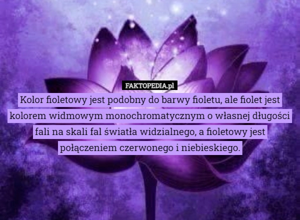 
    Kolor fioletowy jest podobny do barwy fioletu, ale fiolet jest kolorem widmowym