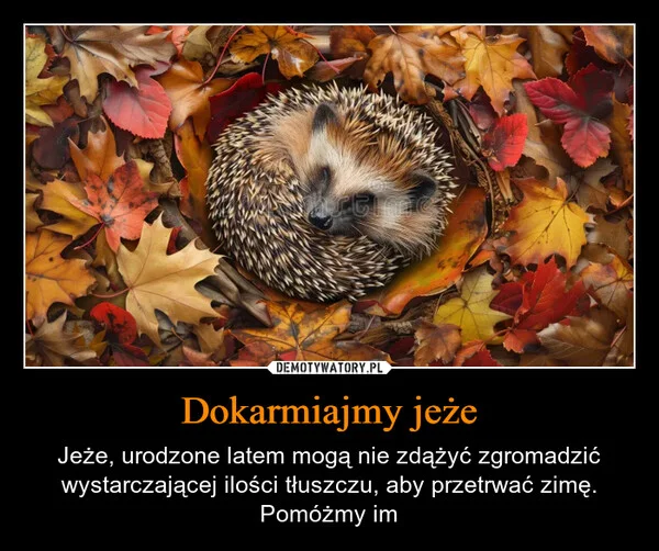 
    Dokarmiajmy jeże
