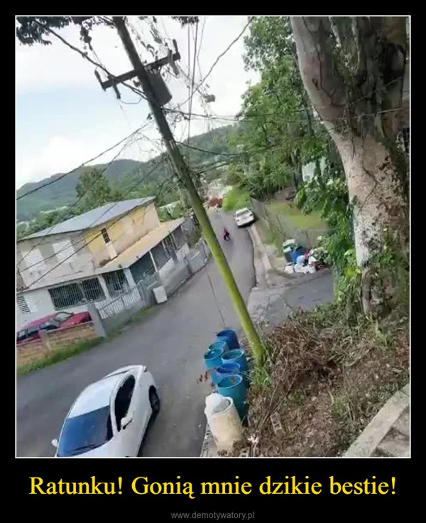 Ratunku! Gonią mnie dzikie bestie!