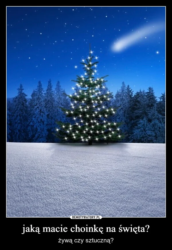 
    jaką macie choinkę na święta?