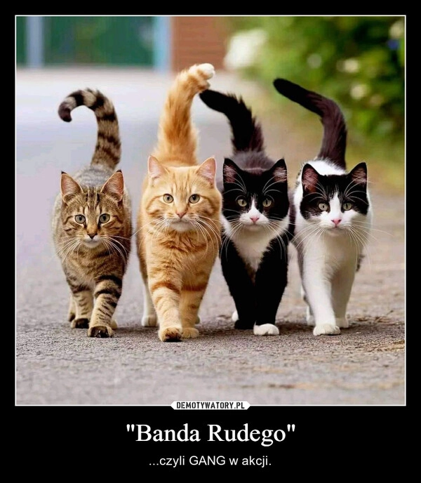 
    "Banda Rudego"