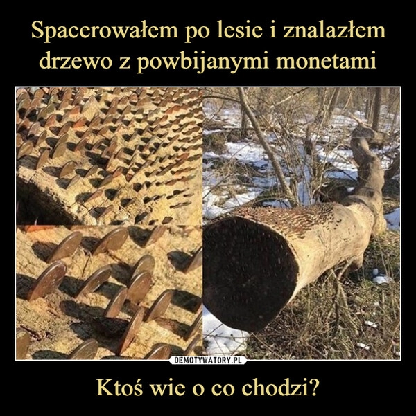 
    Spacerowałem po lesie i znalazłem drzewo z powbijanymi monetami Ktoś wie o co chodzi?