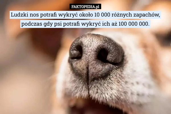 
    Ludzki nos potrafi wykryć około 10 000 różnych zapachów, podczas gdy psi