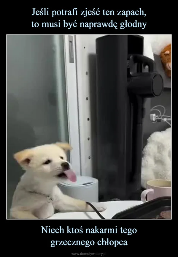 
    Jeśli potrafi zjeść ten zapach, to musi być naprawdę głodny Niech ktoś nakarmi tego grzecznego chłopca