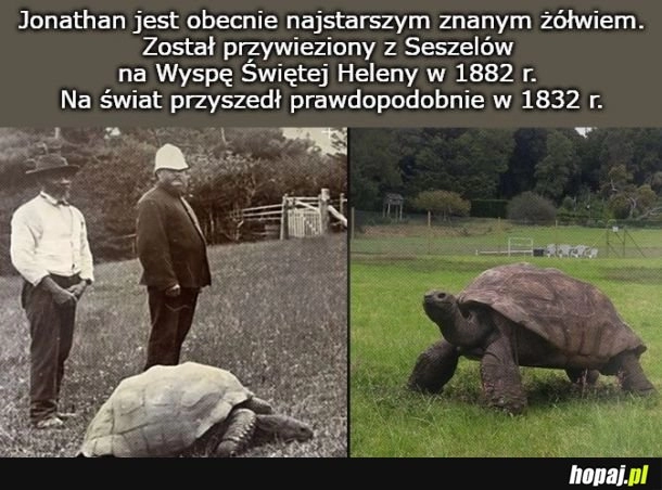 
    Dziś Światowy Dzień Żółwia