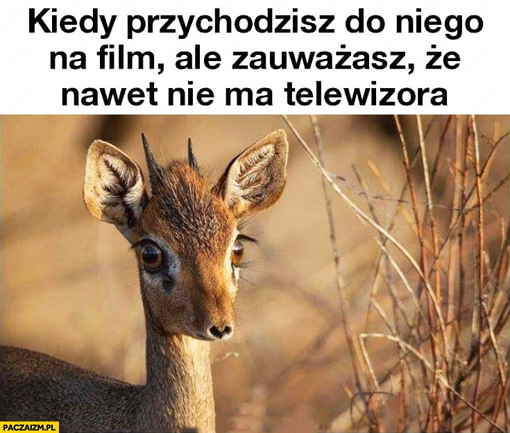 Kiedy przychodzisz do niego na film ale zauważasz, że nawet nie ma telewizora sarna sarenka