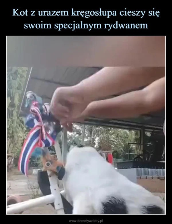 
    Kot z urazem kręgosłupa cieszy się swoim specjalnym rydwanem