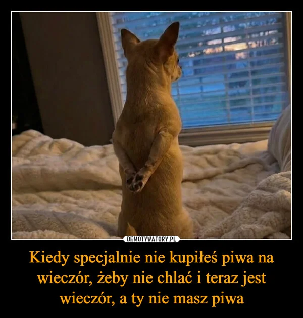 Kiedy specjalnie nie kupiłeś piwa na wieczór, żeby nie chlać i teraz jest wieczór, a ty nie masz piwa
