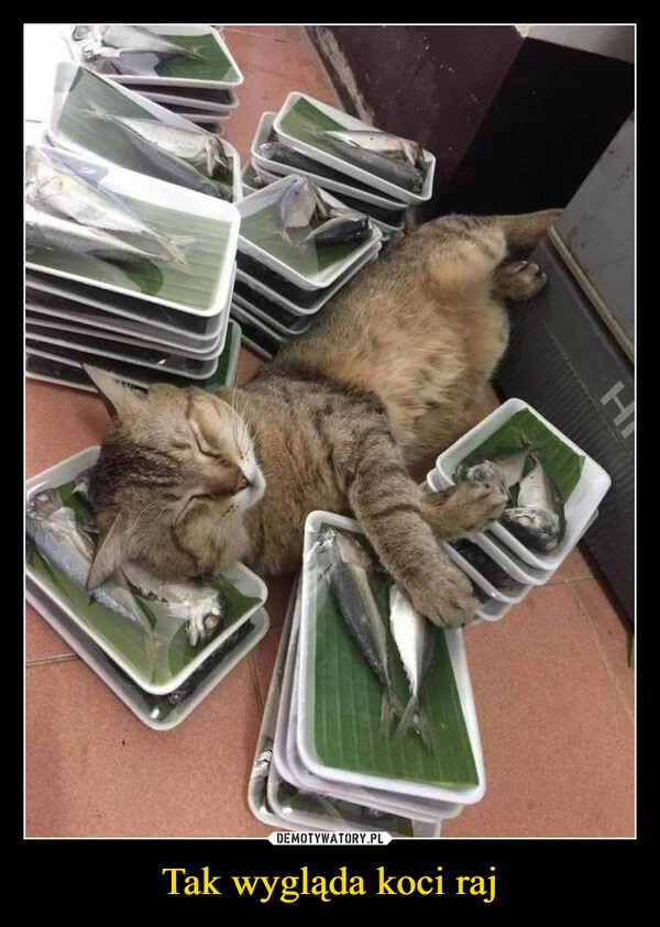 Tak wygląda koci raj