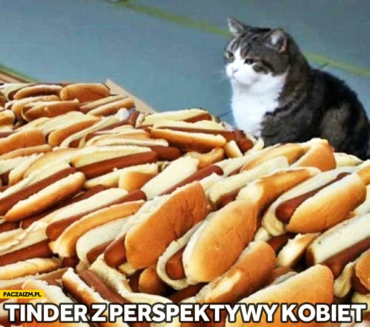 
    Tinder z perspektywy kobiety kot hotdogi