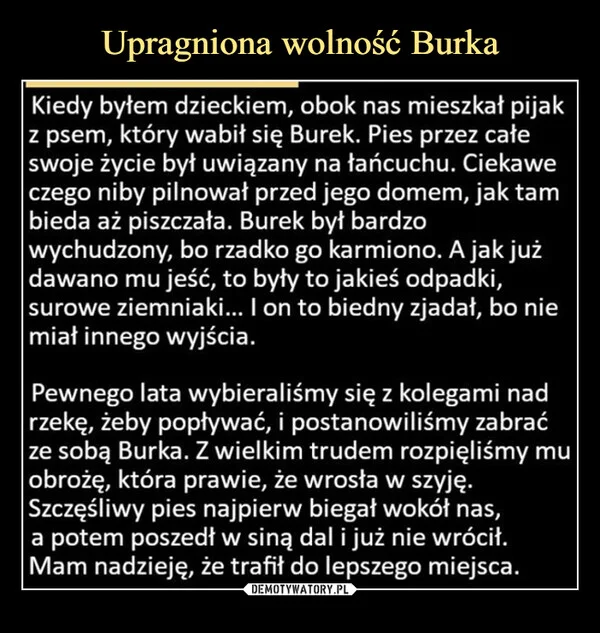 
    Upragniona wolność Burka