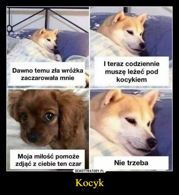 
    Kocyk