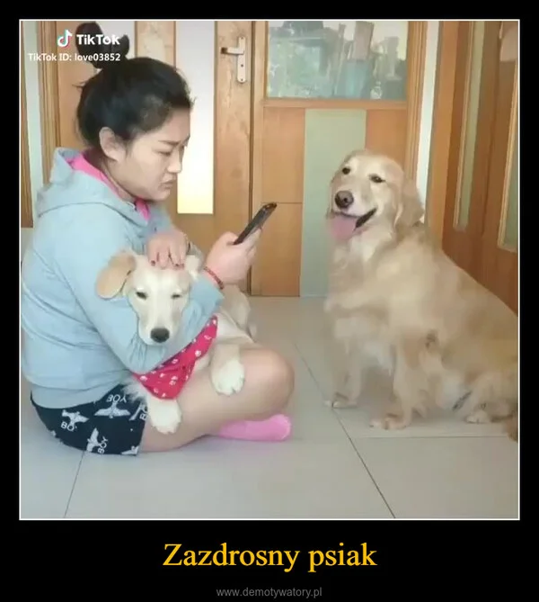 
    Zazdrosny psiak