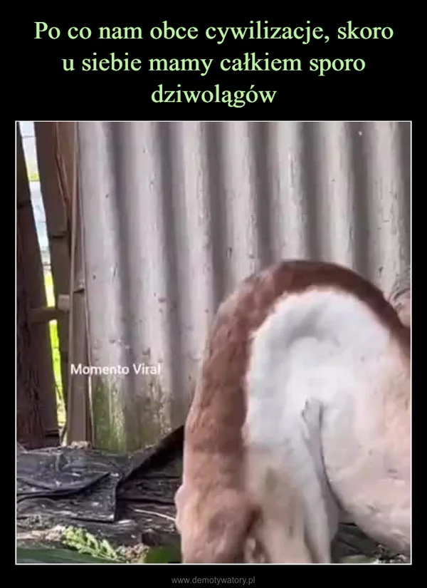 
    Po co nam obce cywilizacje, skoro u siebie mamy całkiem sporo dziwolągów