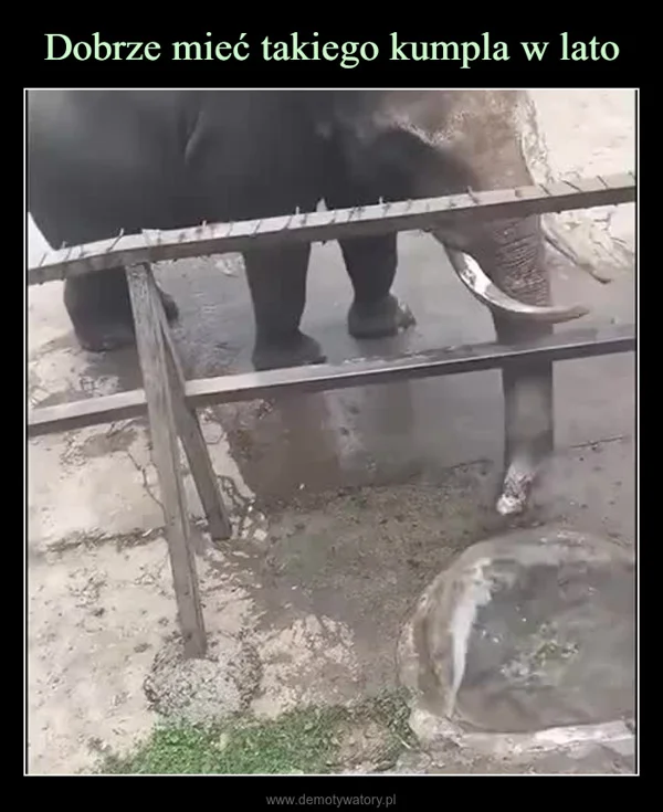 
    Dobrze mieć takiego kumpla w lato