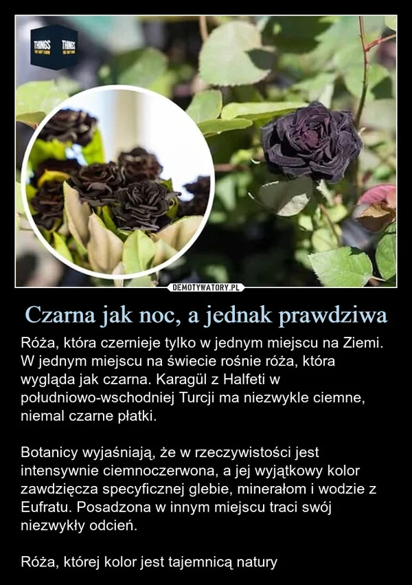
    Czarna jak noc, a jednak prawdziwa