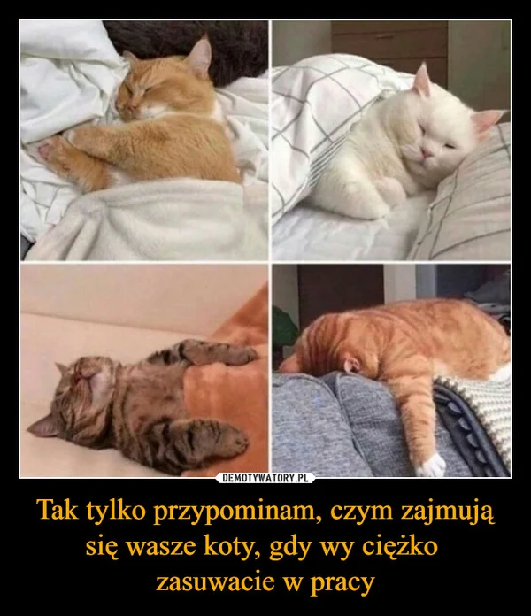 
    Tak tylko przypominam, czym zajmują się wasze koty, gdy wy ciężko zasuwacie w pracy