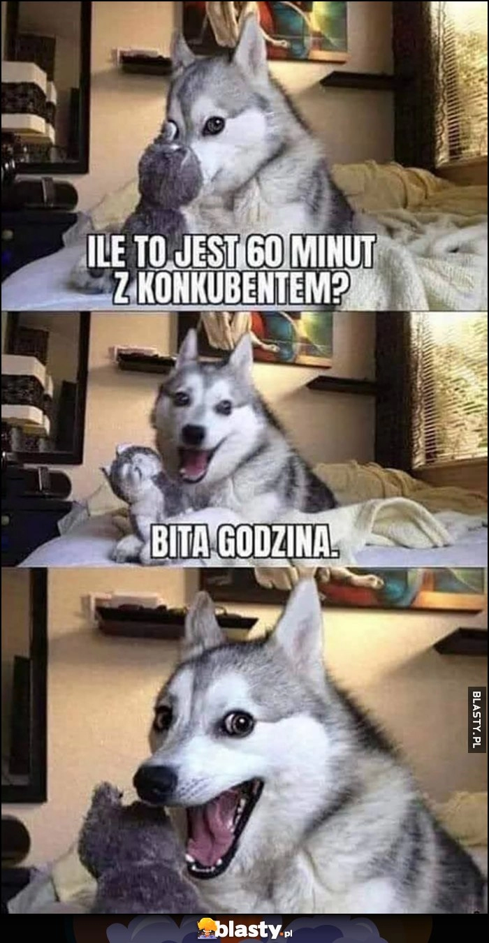 
    Pies pieseł suchar: ile to jest 60 minut z konkubentem? Bita godzina