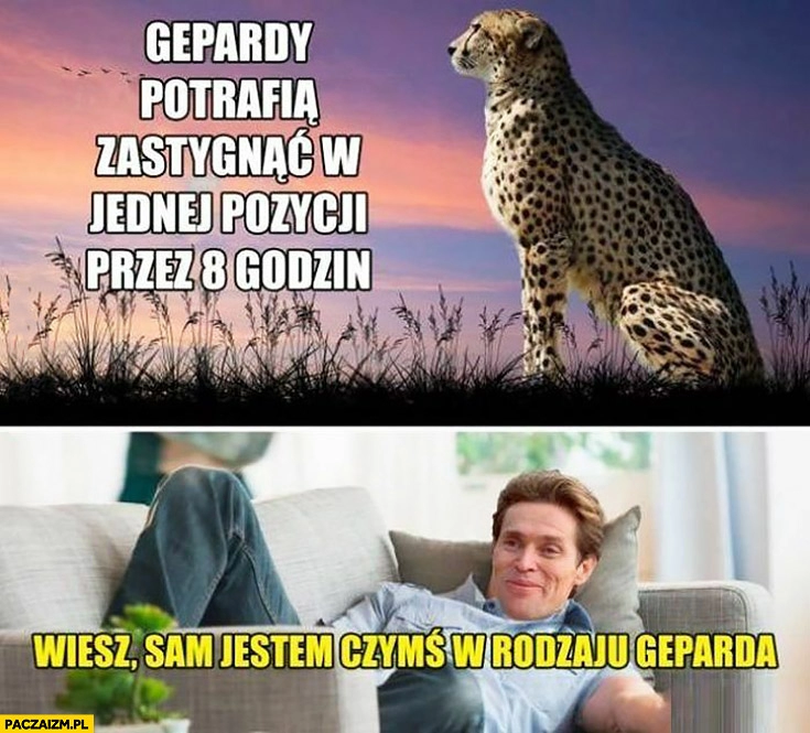 
    Gepardy potrafią zastygnąć w jednej pozycji przez 8 godzin, sam jestem czymś w rodzaju geparda