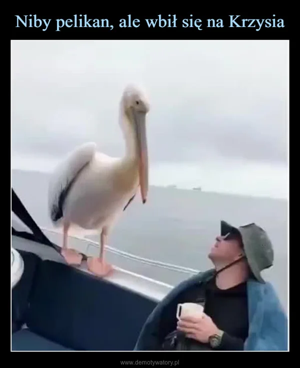 
    Niby pelikan, ale wbił się na Krzysia